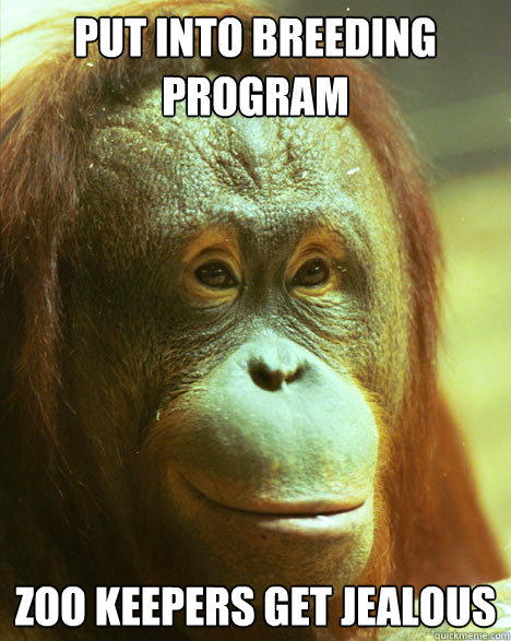 put into breeding program zoo keepers get jealous - put into breeding program zoo keepers get jealous  Ridiculously photogenic orangutan