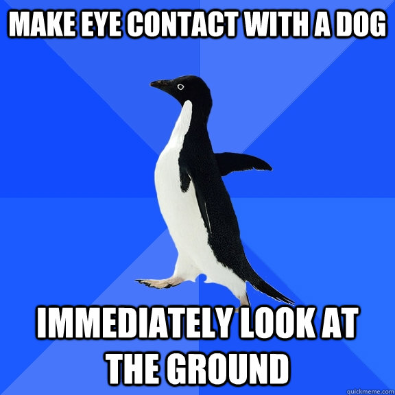 Make eye contact with a dog immediately look at the ground  Socially Awkward Penguin