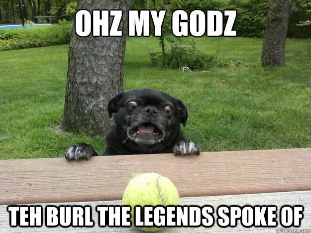 Ohz my godz teh burl the legends spoke of  Berks Dog