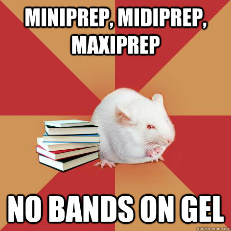 miniprep, midiprep, maxiprep no bands on gel   Science Major Mouse