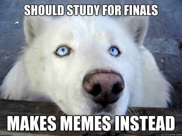 should study for finals makes memes instead - should study for finals makes memes instead  Socially Awkward Husky