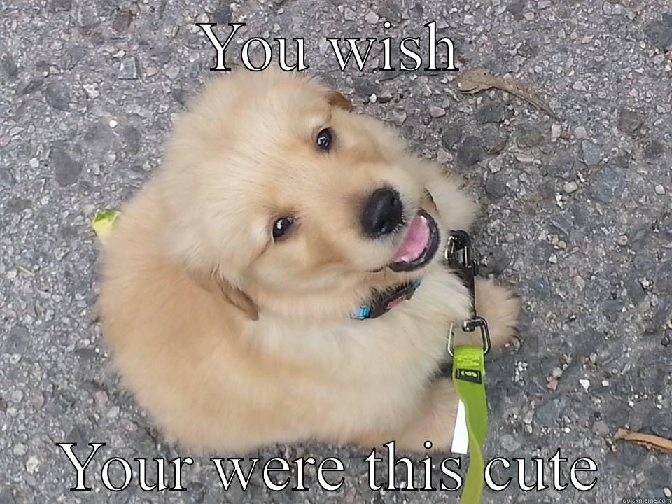 Cute Puppy - YOU WISH YOUR WERE THIS CUTE Misc