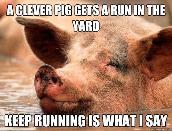 a clever pig gets a run in the yard keep running is what i say  Stoner Pig