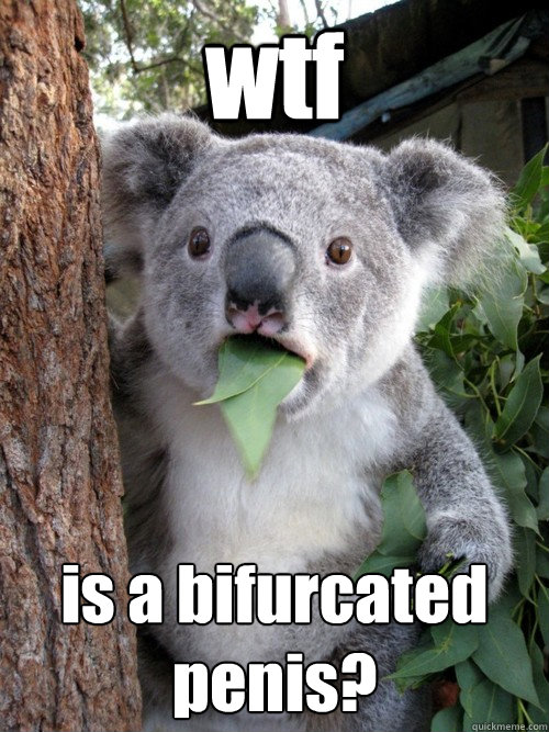 wtf  is a bifurcated penis?  Shocked Koala