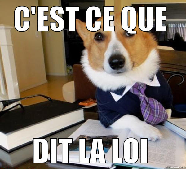 C'EST CE QUE DIT LA LOI Lawyer Dog