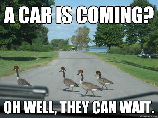 A car is coming? Oh well, they can wait.  Scumbag Geese