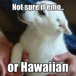 Not sure if emo.. or Hawaiian Caption 3 goes here - Not sure if emo.. or Hawaiian Caption 3 goes here  inquisitive dog