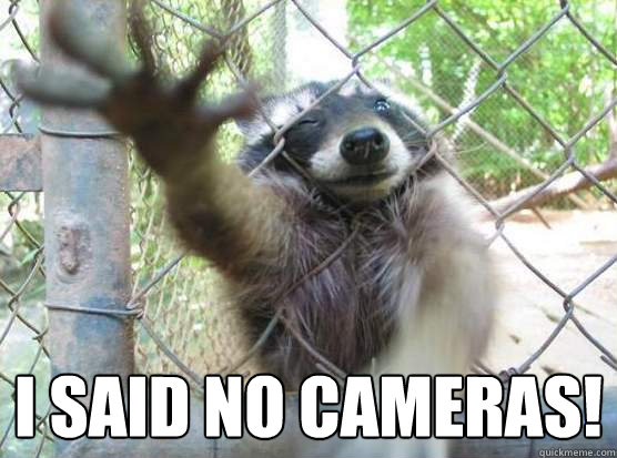  I said no cameras! -  I said no cameras!  Angry Raccoon