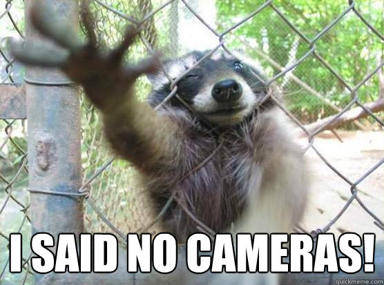  I said no cameras!  Angry Raccoon