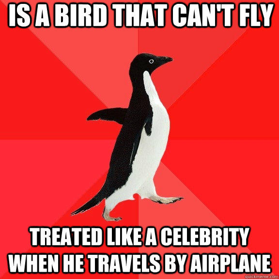 Is a bird that can't fly treated like a celebrity when he travels by airplane - Is a bird that can't fly treated like a celebrity when he travels by airplane  Socially Awesome Penguin