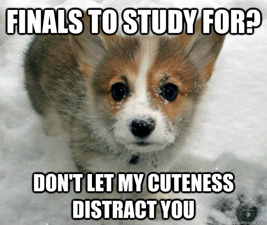 Finals to study for? don't let my cuteness distract you  Distractingly Cute Puppy