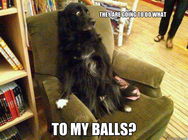 they are going to do what to my balls? - they are going to do what to my balls?  Petrified Pup