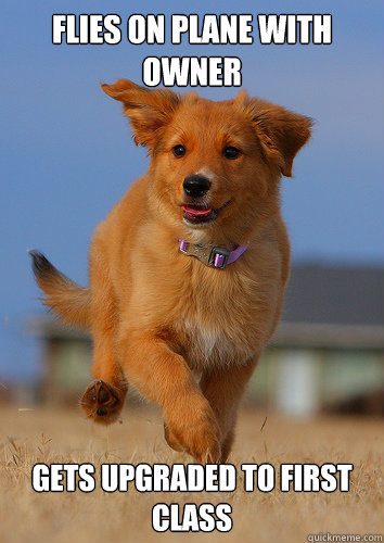 flies on plane with owner gets upgraded to first class  Ridiculously Photogenic Puppy