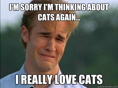 I'M SORRY I'M THINKING ABOUT CATS AGAIN... I REALLY LOVE CATS  