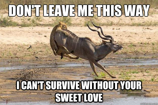 DON'T LEAVE ME THIS WAY I CAN'T SURVIVE WITHOUT YOUR SWEET LOVE  Overly Attached Lioness