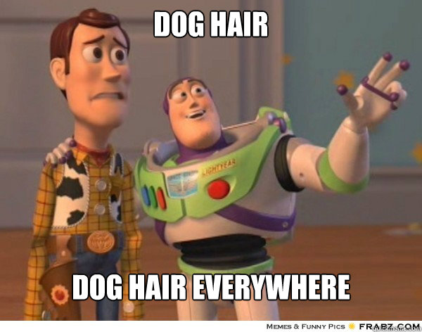 Dog hair Dog Hair everywhere - Dog hair Dog Hair everywhere  Buzzlightyear