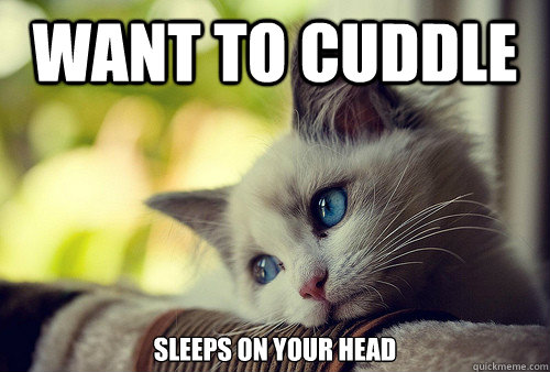 want to cuddle sleeps on your head  First World Problems Cat
