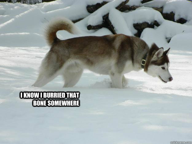 I know I burried that bone somewhere  husky cold
