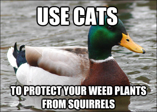 Use cats to protect your weed plants from squirrels  Actual Advice Mallard