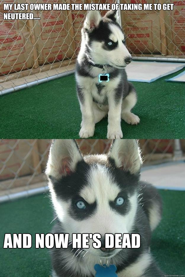 my last owner made the mistake of taking me to get neutered..... and now he's dead  Insanity puppy