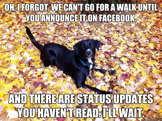 Oh, I forgot, we can't go for a walk until you announce it on Facebook. And there are status updates you haven't read. I'll wait.  Guilt Giving Good Dog
