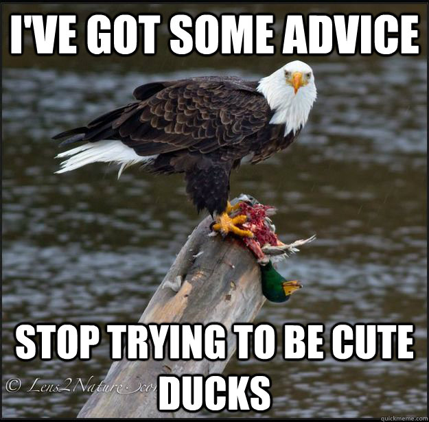 i've got some advice stop trying to be cute ducks - i've got some advice stop trying to be cute ducks  Misc