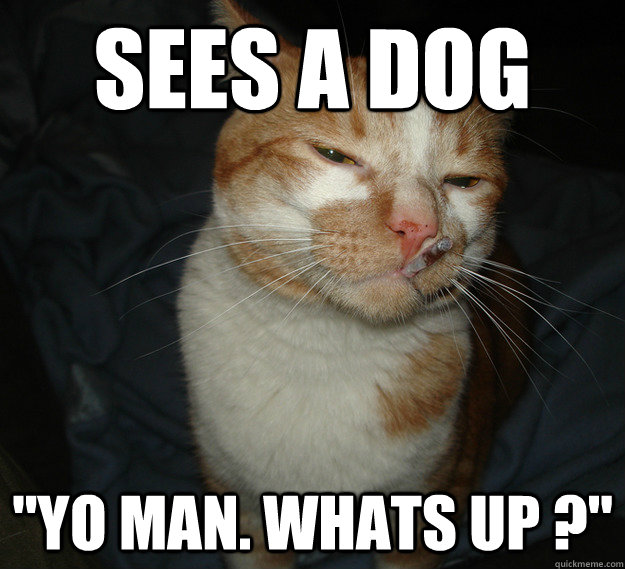 sees a dog 