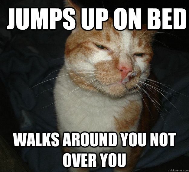 jumps up on bed walks around you not over you  Cool Cat Craig