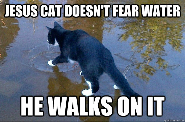 JESUS CAT DOESN'T FEAR WATER HE WALKS ON IT  Jesus Cat