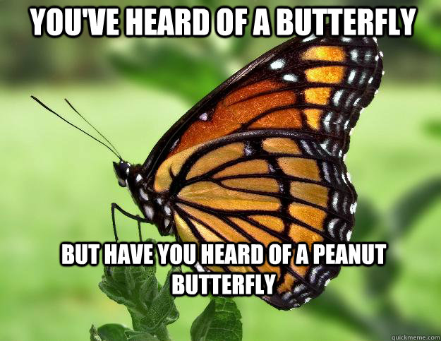 You've heard of a butterfly but have you heard of a peanut butterfly - You've heard of a butterfly but have you heard of a peanut butterfly  Confused Butterfly