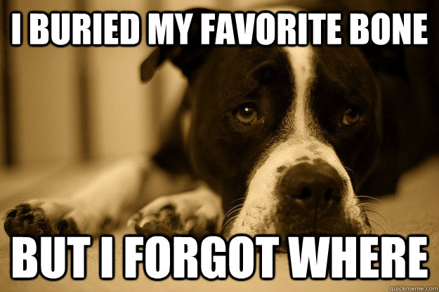 I buried my favorite bone but I forgot where  First world problems dog