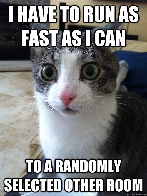 i have to run as fast as i can to a randomly selected other room  Sudden Clarity Cat