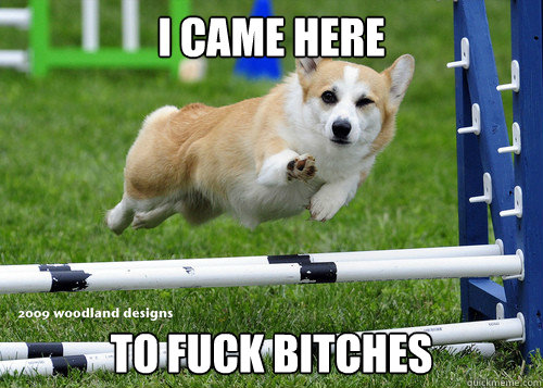 I CAME HERE TO FUCK BITCHES - I CAME HERE TO FUCK BITCHES  Ridiculously Photogenic Dog