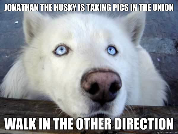 Jonathan the husky is taking pics in the union walk in the other direction  