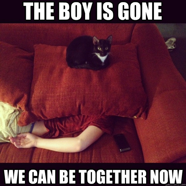 THE BOY IS GONE WE CAN BE TOGETHER NOW  jealous cat