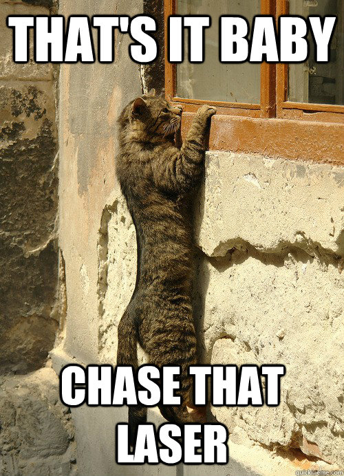 That's it baby chase that laser  Peeping Tomcat