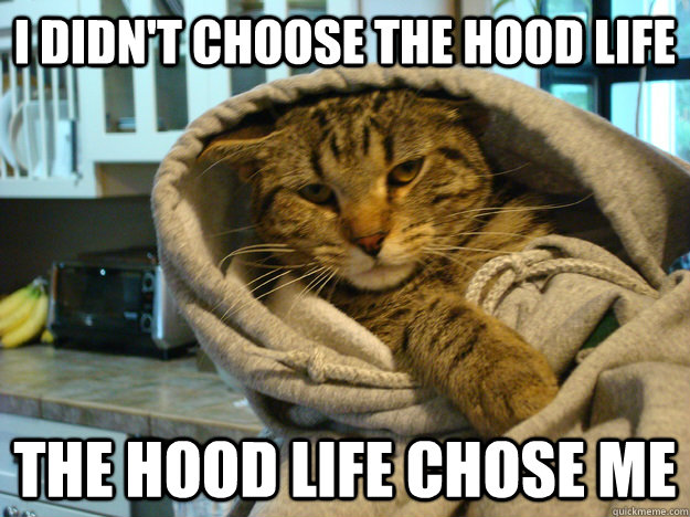 i didn't choose the hood life the hood life chose me  Hood Cat