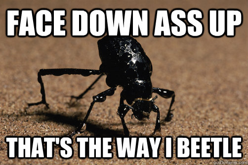 Face down Ass up That's the way i beetle - Face down Ass up That's the way i beetle  face down ass up beetle