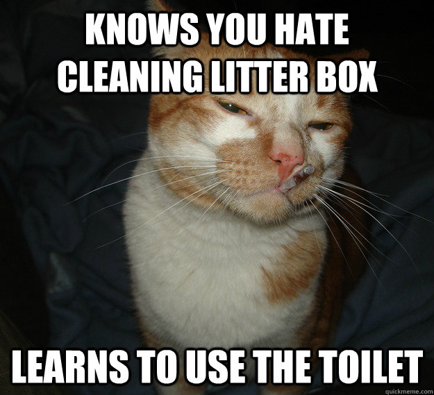 Knows you hate cleaning litter box Learns to use the toilet  Cool Cat Craig