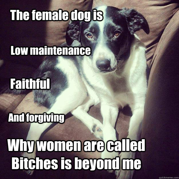 The female dog is Low maintenance Faithful And forgiving Why women are called Bitches is beyond me  