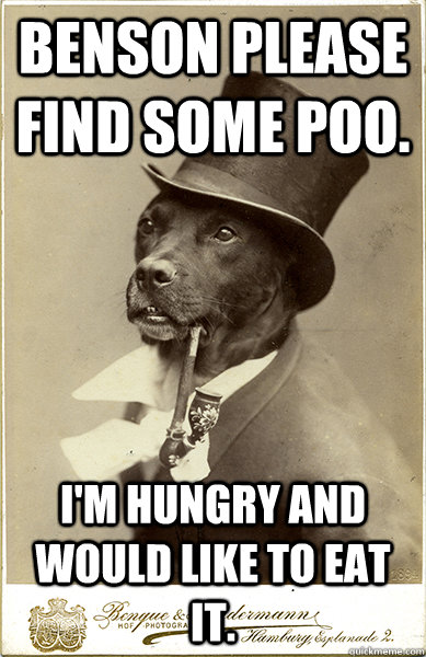 Benson please find some poo. I'm hungry and would like to eat it. - Benson please find some poo. I'm hungry and would like to eat it.  Old Money Dog