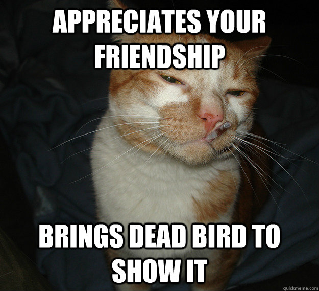 appreciates your friendship brings dead bird to show it  Cool Cat Craig