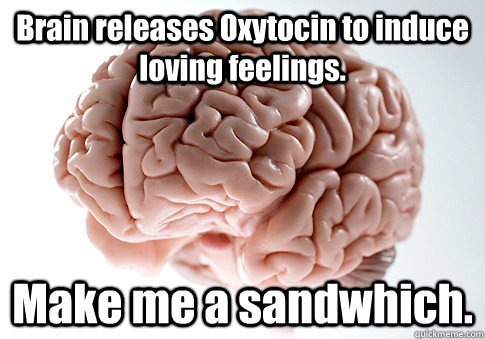 Brain releases Oxytocin to induce loving feelings. Make me a sandwhich.   Scumbag Brain