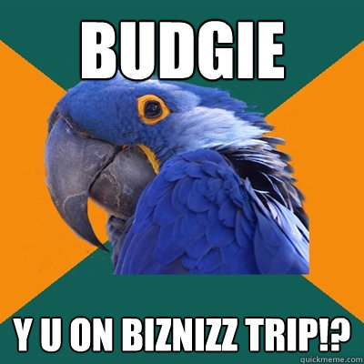 BUDGIE Y U ON BIZNIZZ TRIP!?  Paranoid Parrot