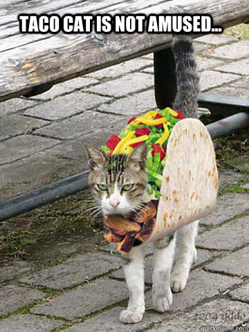 Taco cat is not amused...  