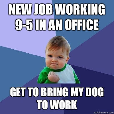 New job working 9-5 in an office  Get to bring my dog to work  Success Kid