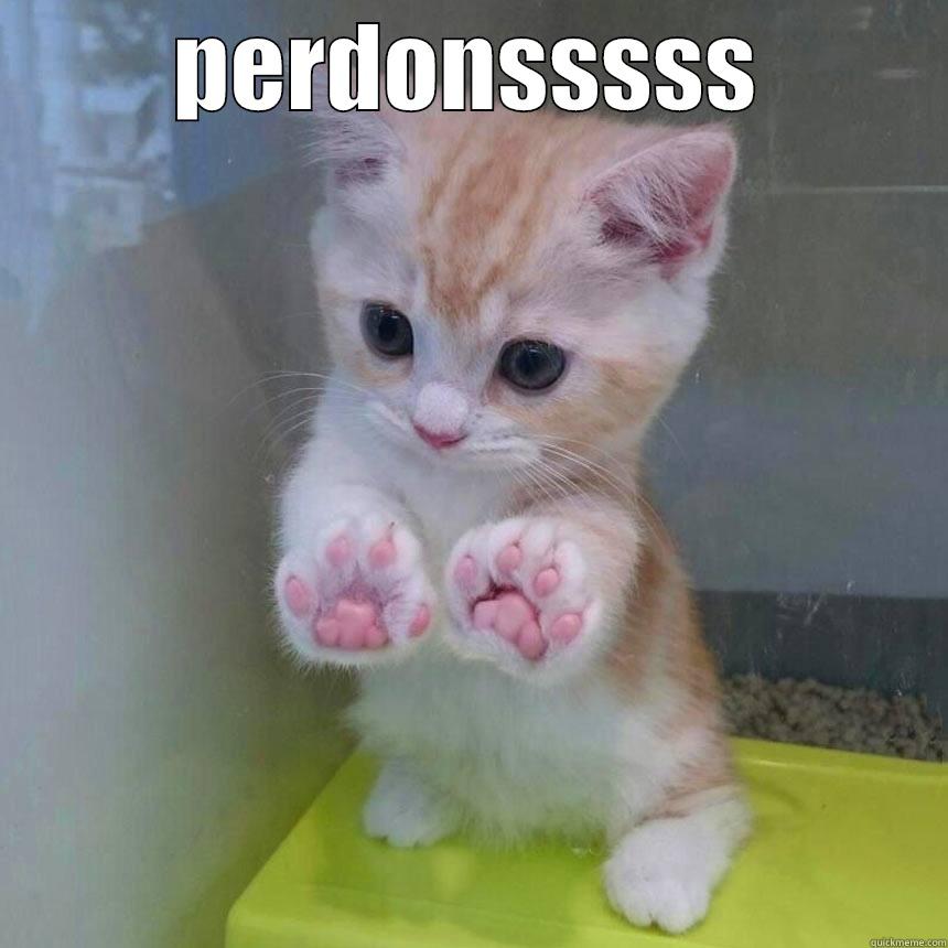 PERDONSSSSS  Socially Awkward Penguin