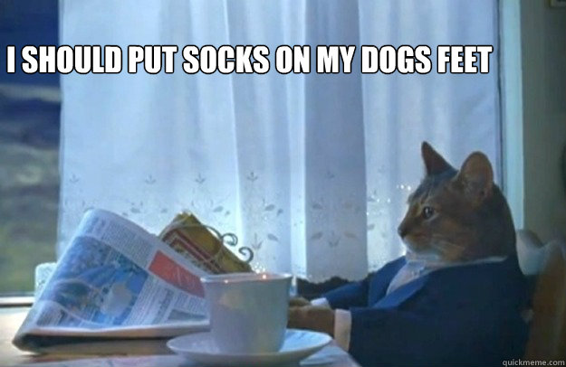 i should put socks on my dogs feet  Sophisticated Cat