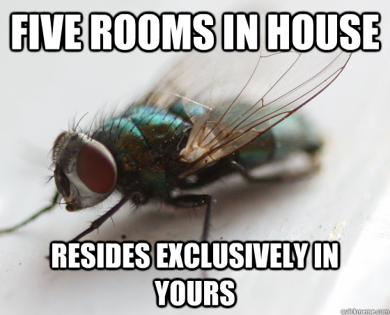 five rooms in house resides exclusively in yours - five rooms in house resides exclusively in yours  Scumbag Bug
