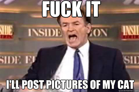 fuck it I'll post pictures of my cat  Fuck It Bill OReilly